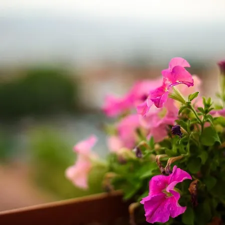 Mansion Chalatsopoulos Appartamento