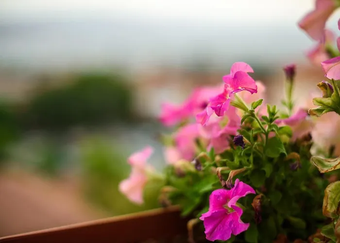 Mansion Chalatsopoulos Appartement